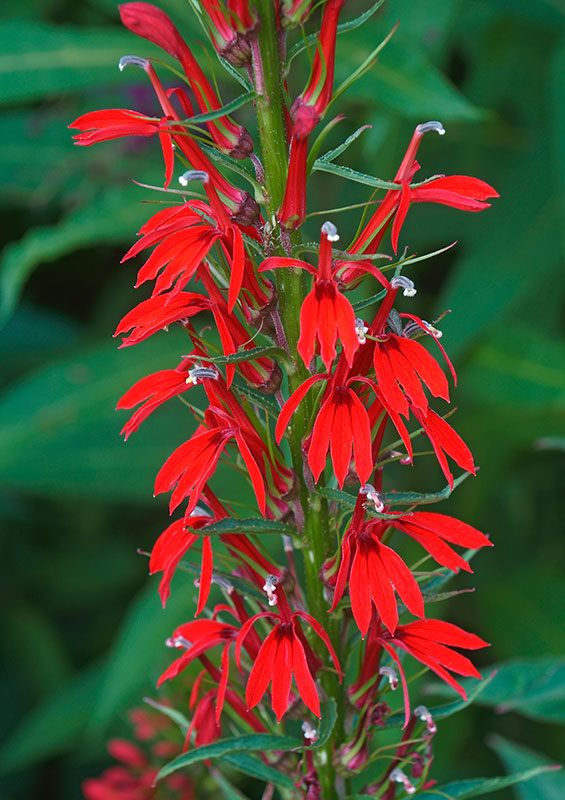 Cardinal Flower (Lobelia Cardinalis)