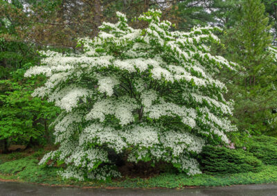 Flowering Dogwood Cornus Florida