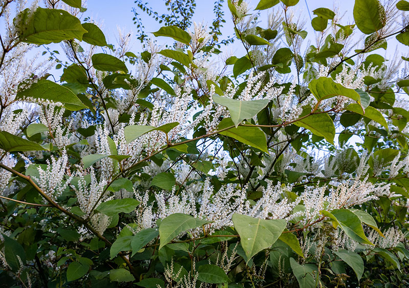 Virginia Sweetspire Itea Virginica